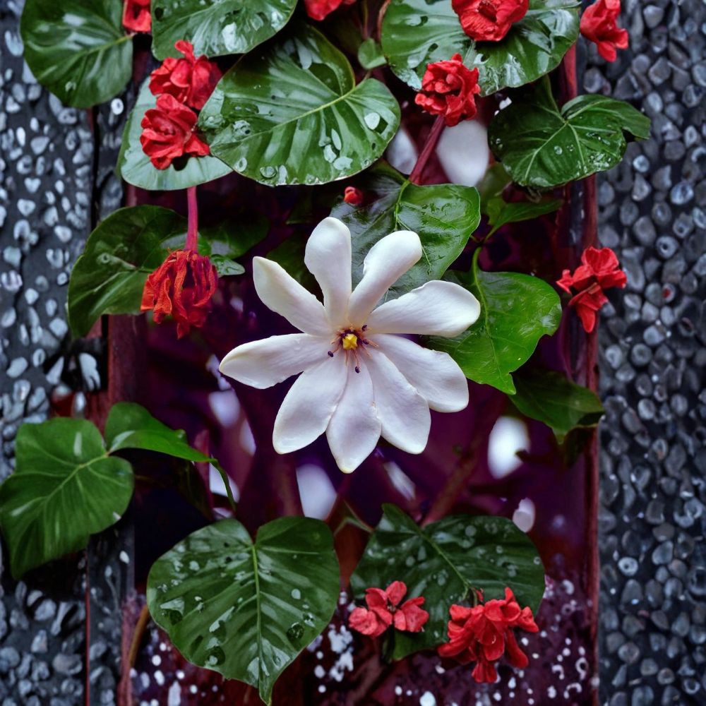 Gardenia Seeds – Gardenia jasminoides Cape Jasmine | 25 Seeds | Fragrant White Flowering Evergreen Shrub