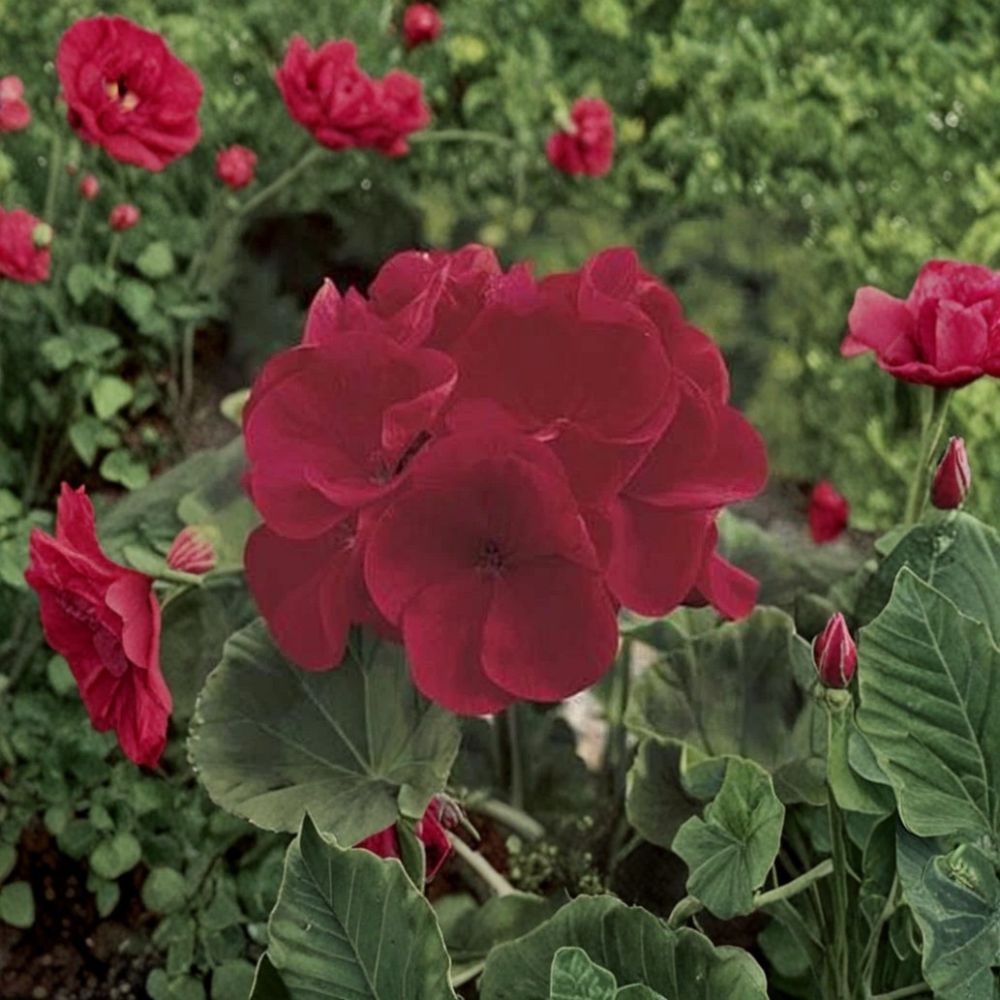 Maverick Series Red Geranium Seeds – 10 Premium Deep Red Zonal Geranium Seeds for Patio & Containers