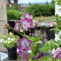Mottisfont Rose Geranium Seeds – Pelargonium Flower Seeds | 25+ Seeds for Vibrant Blooms