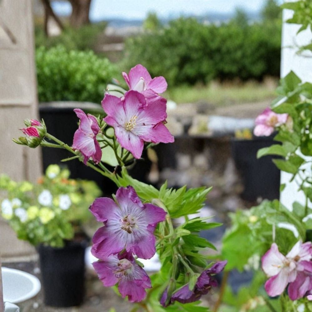 Mottisfont Rose Geranium Seeds – Pelargonium Flower Seeds | 25+ Seeds for Vibrant Blooms