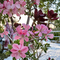 Fragrant Light Pink Geranium Cuttings – 3 Fresh Cuttings Ready for Rooting & Grafting