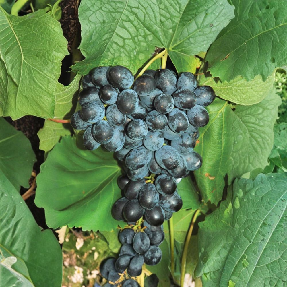 Faith Seedless Grape Cuttings – 5 Pack | Early Sweet White Table Grape | Cold Hardy Vitis Hybrid