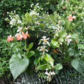 Asian Star Jasmine Live Plants - 15 Rooted Vines 12+ Inches | Trachelospermum asiaticum Evergreen Groundcover & Climber