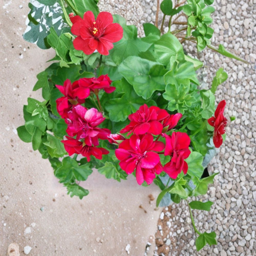 Rose Red Citronella Ivy Geranium Cuttings – 3 Live Pelargonium Starters for Patio & Hanging Baskets