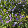 Blue Sunrise (Blugold) Geranium Seeds – 25+ Premium Pelargonium Flower Seeds for Garden & Patio