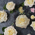 John F. Kennedy White Rose – 5 Gallon Hybrid Tea Live Plant | Elegant Fragrant Garden Rose
