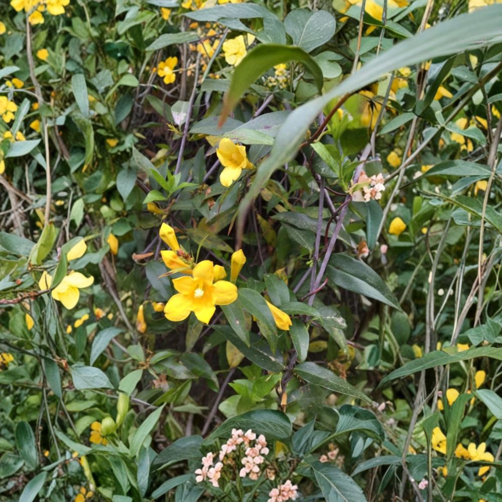 Carolina Yellow Jasmine Seeds | Gelsemium sempervirens | 25+ Fresh USA Grown Evergreen Vine