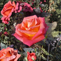 Mikado Hybrid Tea Rose – Scarlet Yellow Bi-Color Live Bush Plant | 2 Gallon