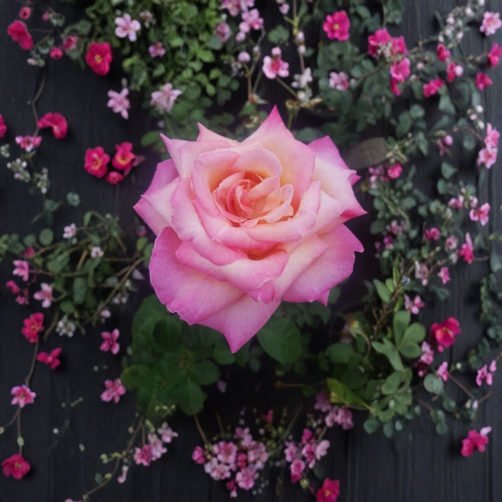 Kordes Perfecta Rose – 5 Gallon Hybrid Tea Live Bush Plant | Everblooming Bi-Color Blooms