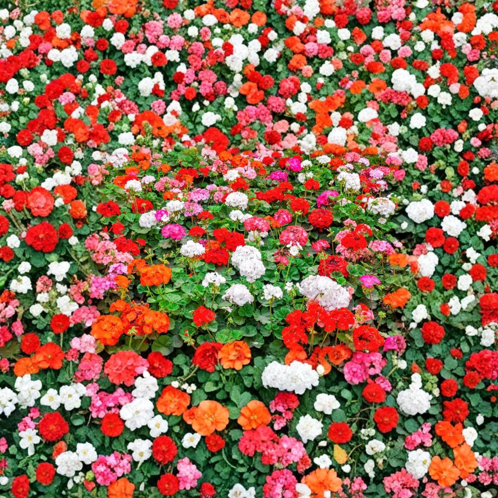 Mixed Color Geranium Seeds – 10 Pelargonium Zonale Flower Seeds | Pink Purple Red Salmon Blooms