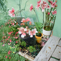Savannah Light Salmon Geranium – Pelargonium Zonale Live Plant | 1 Well Rooted Plant