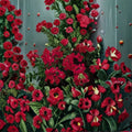 Geranium Tornado Red Pelargonium Seeds - 1,000 Cascading Red Blooms, Sweet Scented, Container Friendly