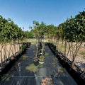 J.H. Hale Peach Tree – Prunus persica Live Fruit Tree | 4–6 Feet Tall | Mid-Season Sweet Juicy Freestone Peaches