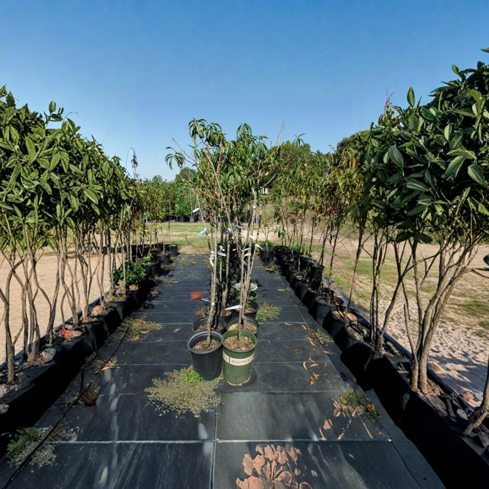 J.H. Hale Peach Tree – Prunus persica Live Fruit Tree | 4–6 Feet Tall | Mid-Season Sweet Juicy Freestone Peaches