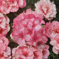 Mavericks Bicolor Geranium Seeds – 8 Pink & White Pelargonium Seeds for Summer Blooms