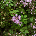 Wild Geranium Roots – Geranium maculatum | 5 Bare Roots | Shade Garden Perennial