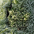 Cold Hardy Star Jasmine Plant - Trachelospermum jasminoides ‘Madison’ Live Vine | 4–8 Inch Starter | Zone 7 Hardy