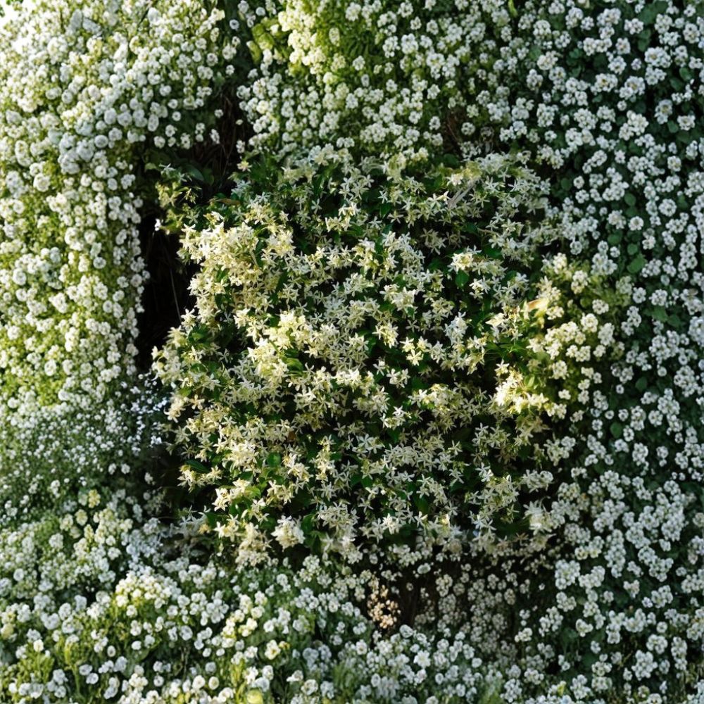 Cold Hardy Star Jasmine Plant - Trachelospermum jasminoides ‘Madison’ Live Vine | 4–8 Inch Starter | Zone 7 Hardy