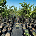 August Lady Peach Tree – 4–6 Feet Tall Live Fruit Tree with Sweet Freestone Peaches