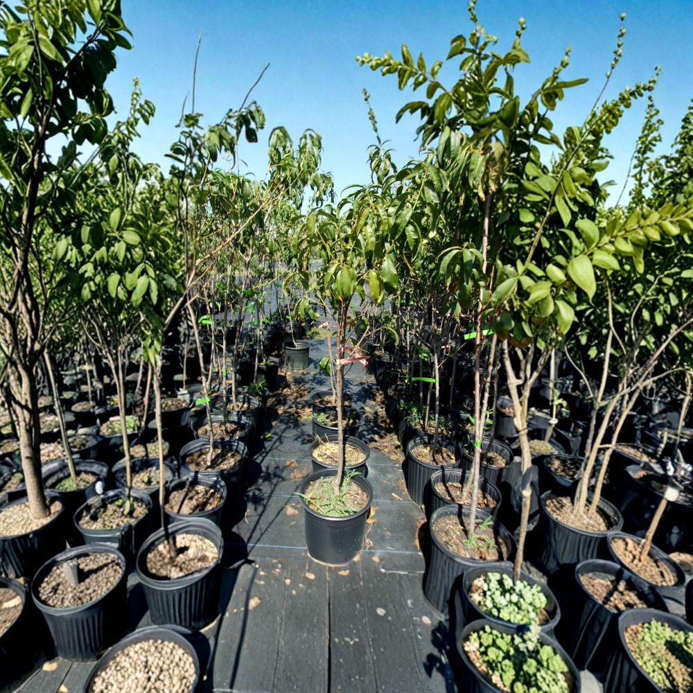 August Lady Peach Tree – 4–6 Feet Tall Live Fruit Tree with Sweet Freestone Peaches