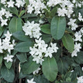 Madagascar Jasmine Plant – Stephanotis floribunda Live Starter | Fragrant Indoor Tropical Vine