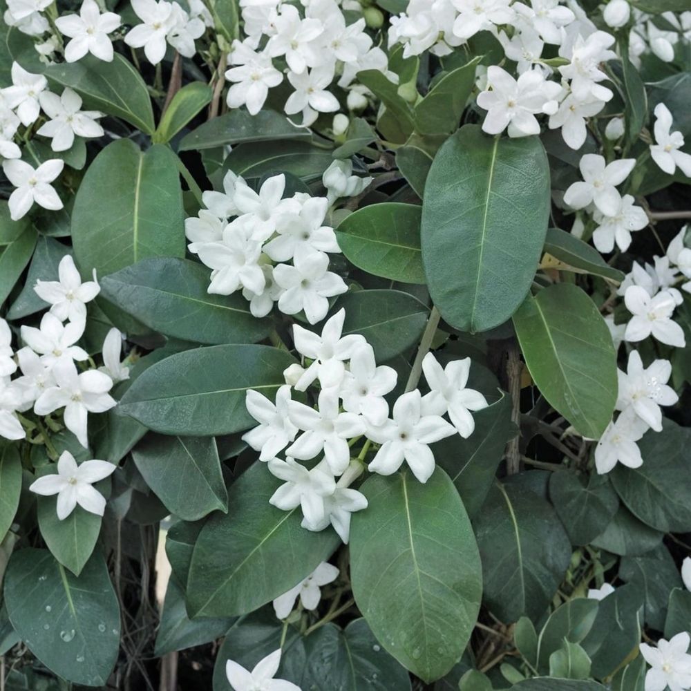 Madagascar Jasmine Plant – Stephanotis floribunda Live Starter | Fragrant Indoor Tropical Vine