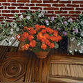 Geranium Maverick Orange Pelargonium Seeds - 1,000 Solar Orange Blooms