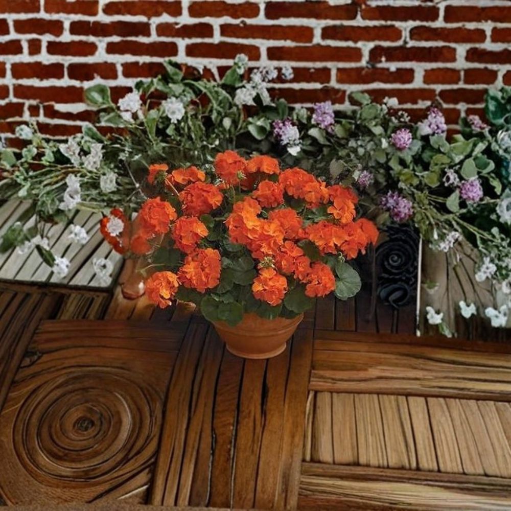 Geranium Maverick Orange Pelargonium Seeds - 1,000 Solar Orange Blooms