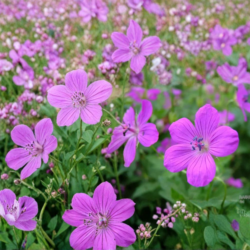 Danny Boy Geranium Seeds – 25+ Premium Pelargonium Flower Seeds for Vibrant Garden Blooms