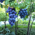 Kyoho Grape Plant – Vitis vinifera Live Vine | Japanese Giant Sweet Purple Grapes | US Seller