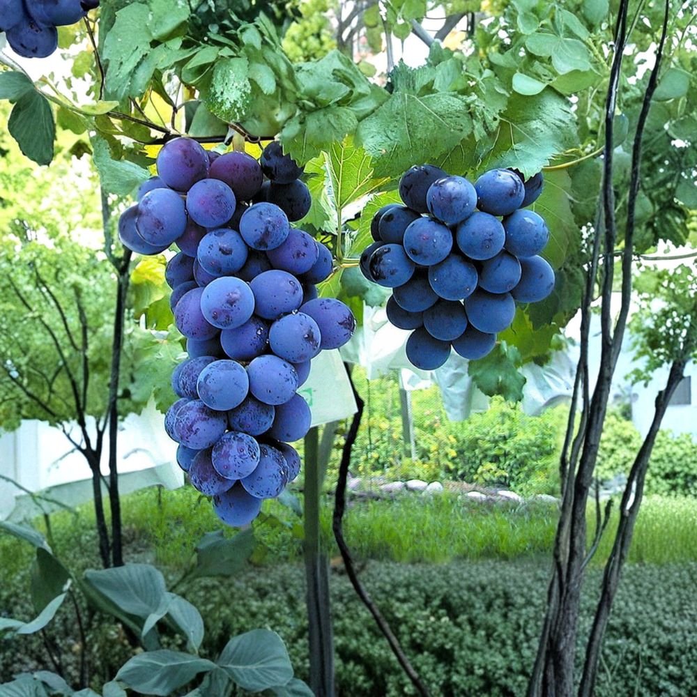 Kyoho Grape Plant – Vitis vinifera Live Vine | Japanese Giant Sweet Purple Grapes | US Seller