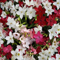 Nicotiana Sensation Mix Seeds – 1000 Pack | Jasmine Tobacco Fragrant Night-Scented Flowers