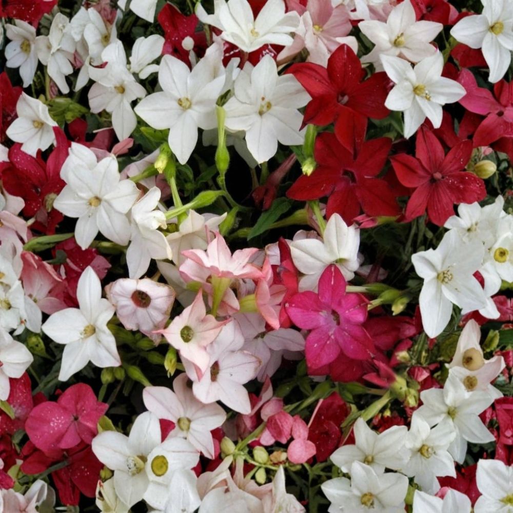 Nicotiana Sensation Mix Seeds – 1000 Pack | Jasmine Tobacco Fragrant Night-Scented Flowers