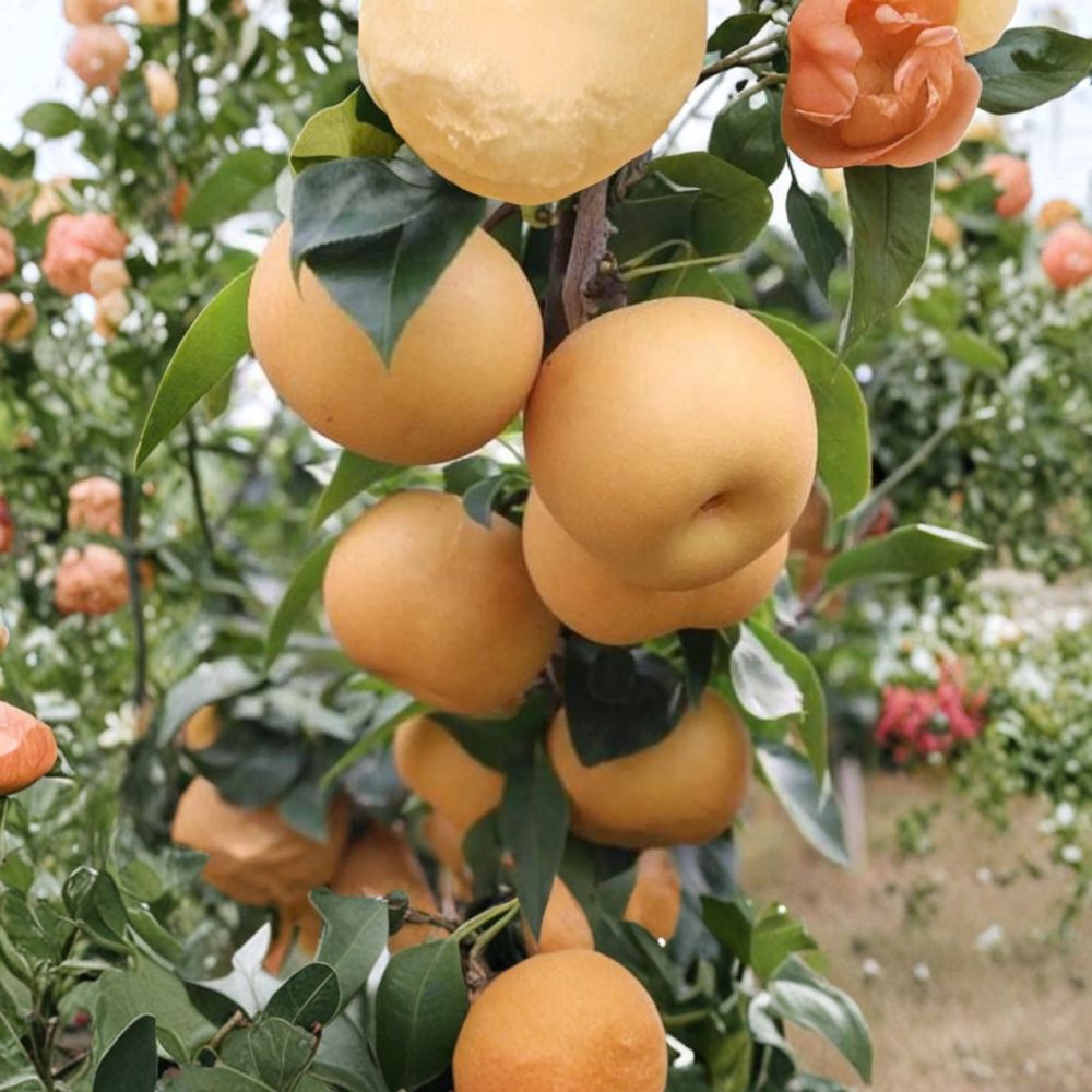 Akizuki Asian Pear Tree – Pyrus pyrifolia Live Grafted Tree | Autumn Moon Pear 3-4 Ft | Sweet Crisp Japanese Pear