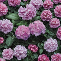 Maverick Quicksilver Geranium Seeds – 100 Pelargonium Seeds | Silvery Lavender Flowers
