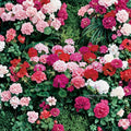 Maverick Mix Geranium Seeds – 25+ Premium Pelargonium x hortorum Seeds for Colorful Garden Blooms