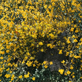 Carolina Yellow Jasmine Live Starter Vines | 15 Rooted Gelsemium sempervirens Plants | 8–10 Inches Tall Climbing Flowering Vine