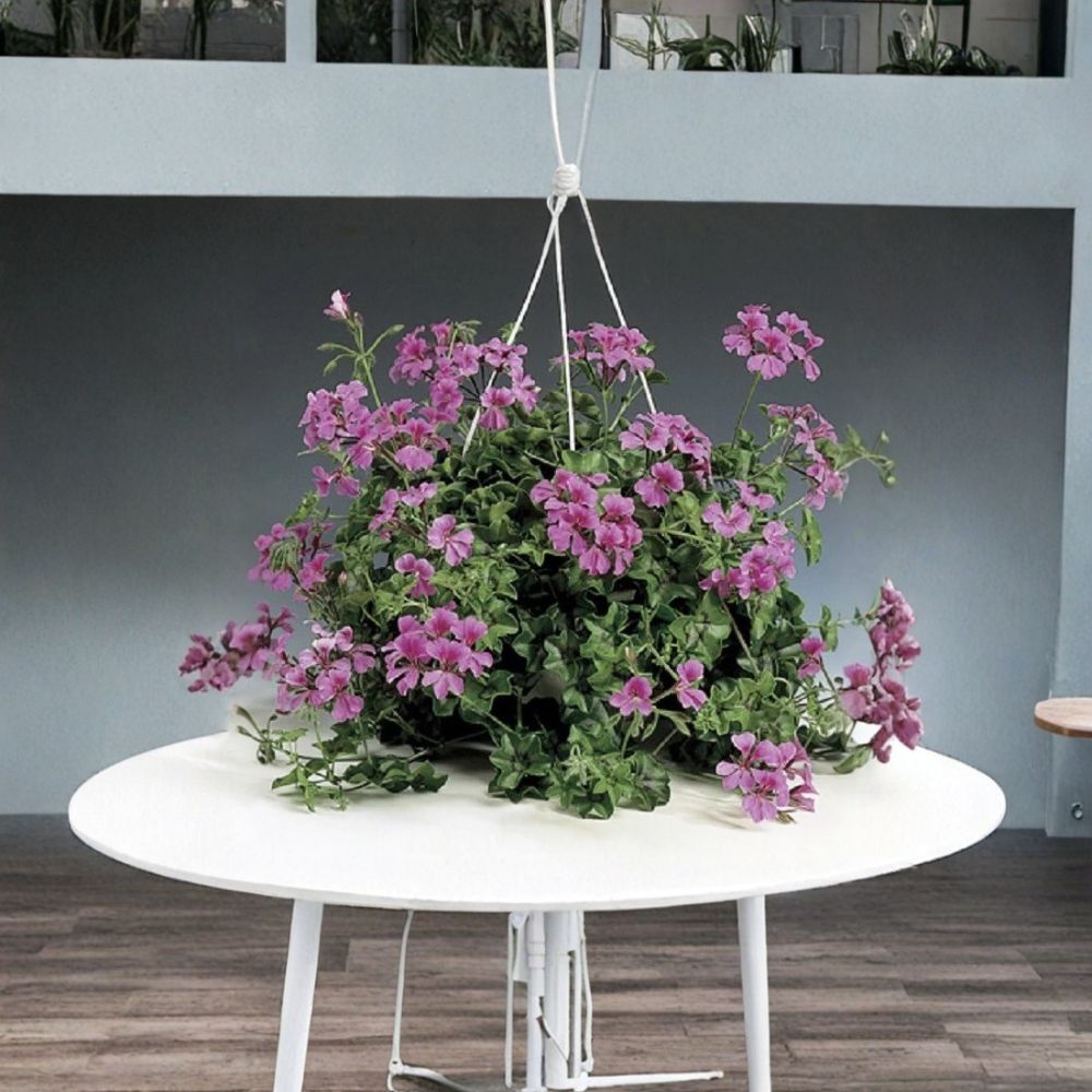 Tornado Rose Trailing Geranium Seeds – Pelargonium peltatum | 15 Seeds for Hanging Baskets