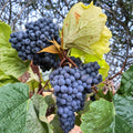 Thomcord Seedless Grape Plant – Vitis vinifera Live Vine | Sweet Blue Black Table Grapes | Concord Flavor Hybrid