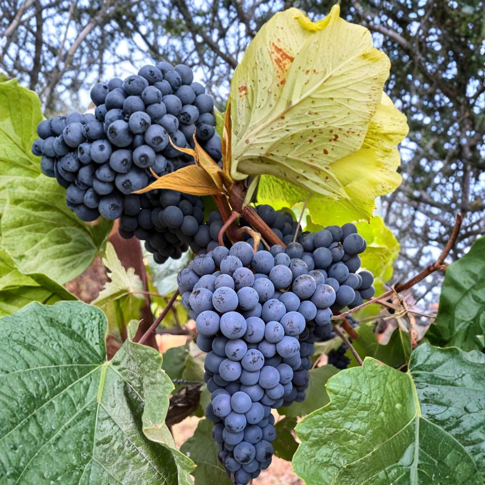 Thomcord Seedless Grape Plant – Vitis vinifera Live Vine | Sweet Blue Black Table Grapes | Concord Flavor Hybrid
