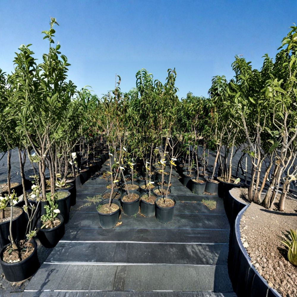 Flavortop Nectarine Tree – Live Fruit Tree 4–6 Feet | Sweet Freestone Nectarines | Self-Fertile