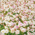 St. Ola Geranium Seeds – 25+ Premium Flower Seeds for Hardy Garden Blooms