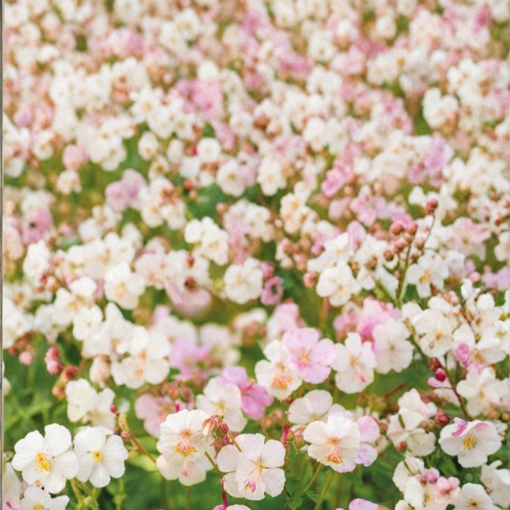 St. Ola Geranium Seeds – 25+ Premium Flower Seeds for Hardy Garden Blooms