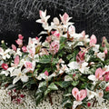 Snow-N-Summer Jasmine Seeds – Trachelospermum asiaticum 5 Pack | Variegated Hardy Vine with Fragrant White Flowers