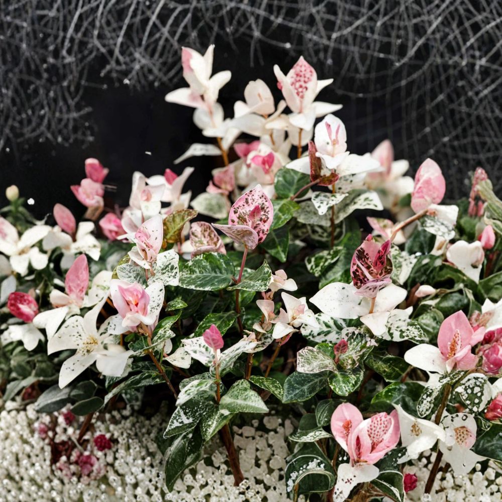 Snow-N-Summer Jasmine Seeds – Trachelospermum asiaticum 5 Pack | Variegated Hardy Vine with Fragrant White Flowers