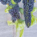 Mars Seedless Grape Vine | Live 1 Gallon Plant | Sweet Seedless Grapes for Home Vineyard