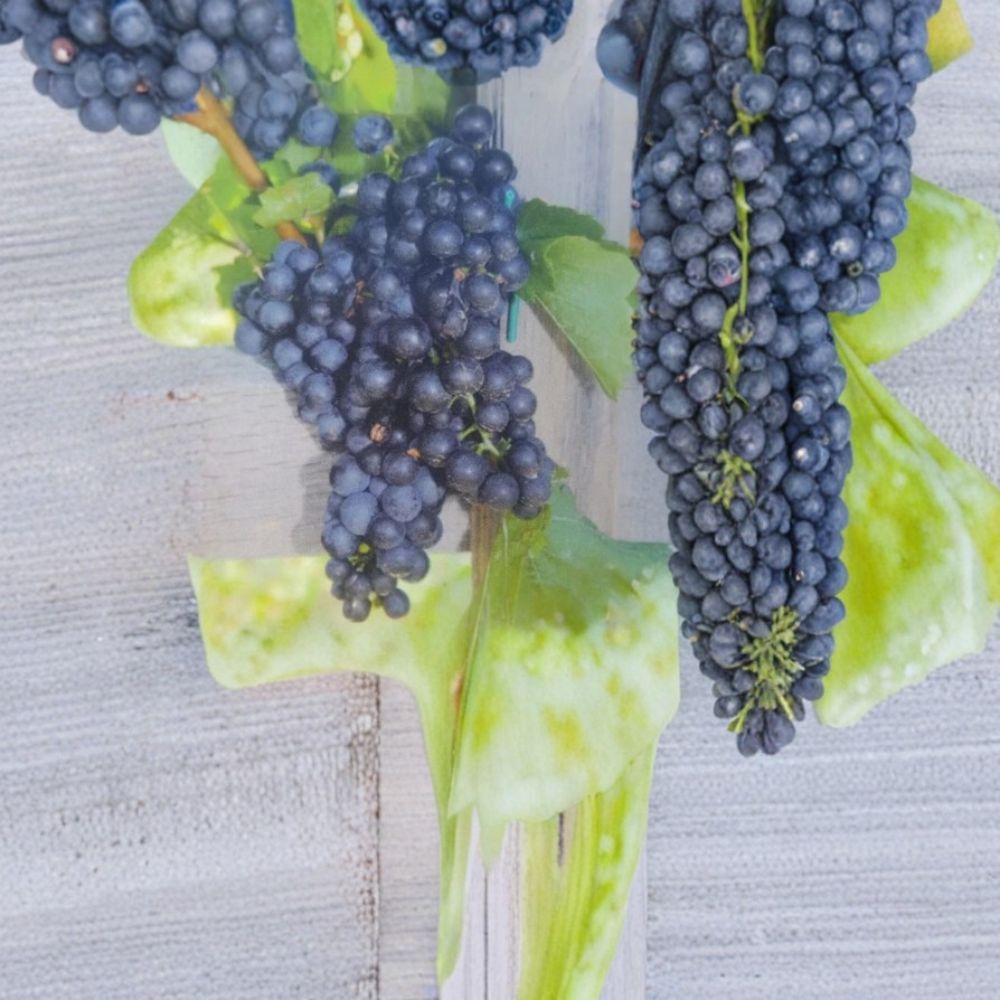 Mars Seedless Grape Vine | Live 1 Gallon Plant | Sweet Seedless Grapes for Home Vineyard