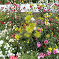 Green Chrysanthemum Plant – Large 5 Inch Bloom Potted Perennial Mum