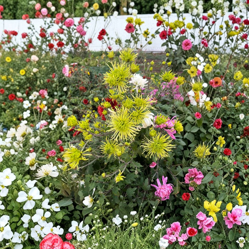 Green Chrysanthemum Plant – Large 5 Inch Bloom Potted Perennial Mum