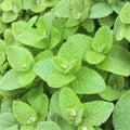 Apple Mint Cuttings – Mentha suaveolens Live Unrooted Organic Herb Cuttings for Rooting